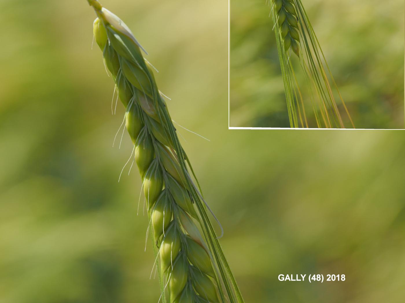 Barley, Winter flower